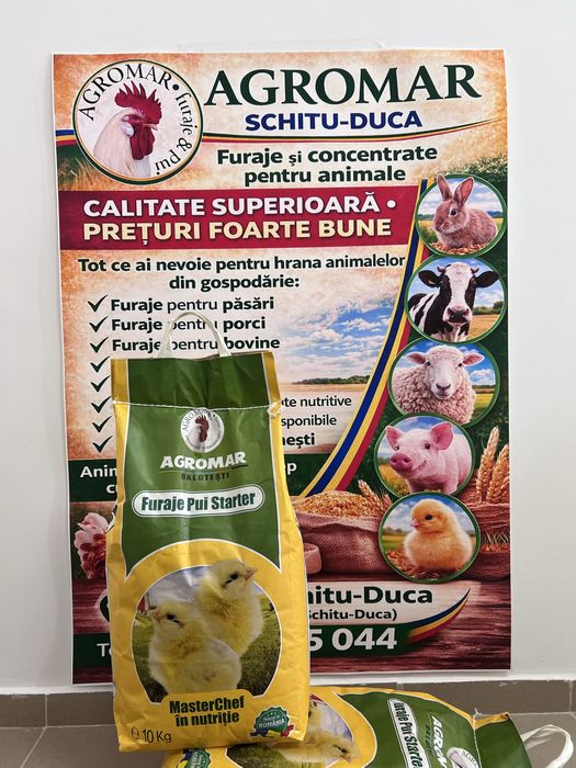 Pui de o zi + furaje | 500 bucăți disponibili | 4.5 lei/buc | AGROMAR Schitu-Duca