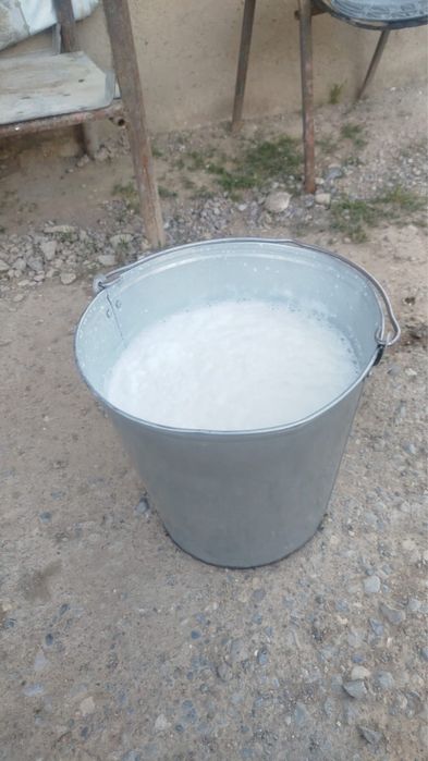 Бұзаулы сиыр, ұрғашы бұзауымен.