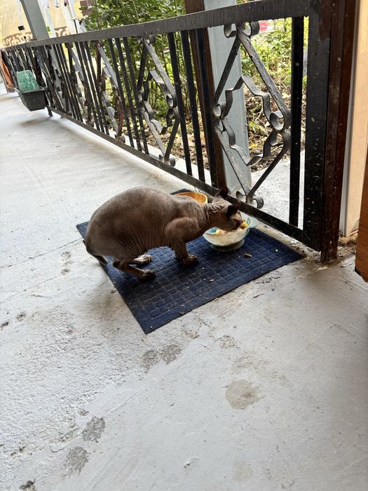 Кошка Сфинкс Эльф Канадский