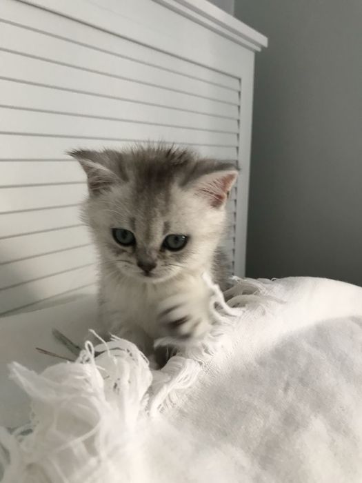 Британский шиншилла котёнок, девочка, 2 месяца