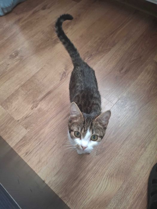 Adopție pui de pisică