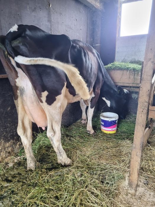vand vaca fatata fatata cu al 3 vitel si montata din nou vaca are 25 de litri de lapte pe zi este vaca mare tanara foarte mancacioasa