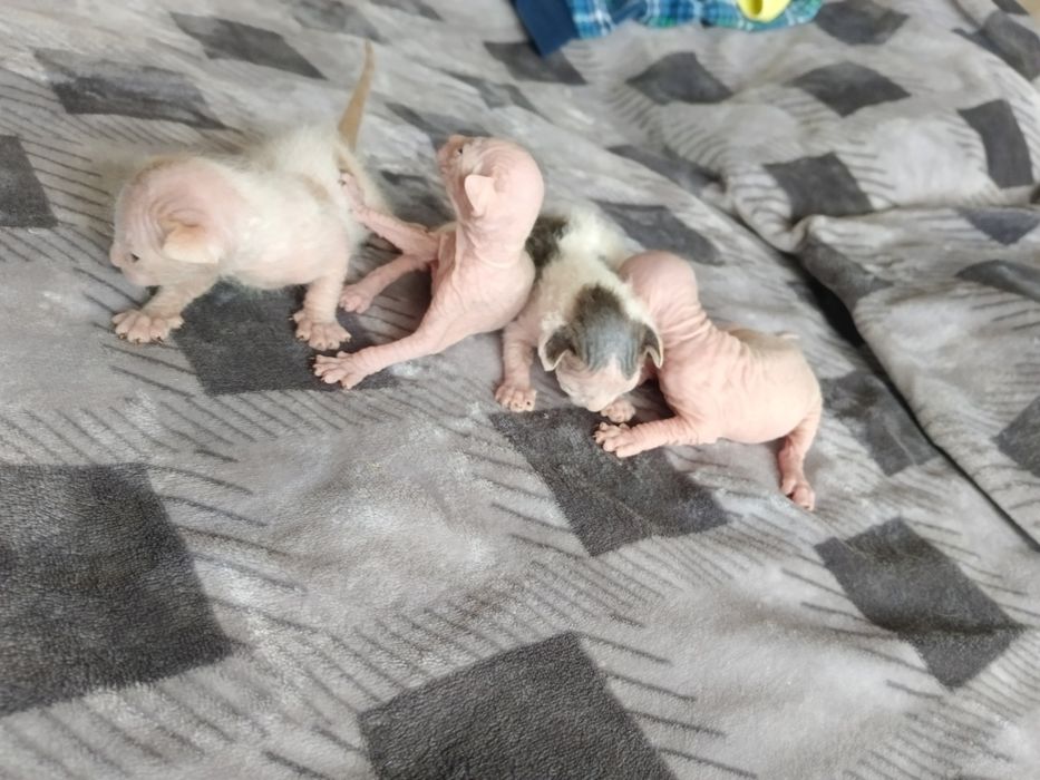 Открыто бронирование котят сфинксов