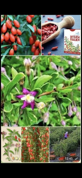 Саженци Годжи, очень богат вытаминами и минералами, полезно для здоров