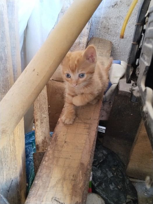 Котёнок ,котята мышилов
