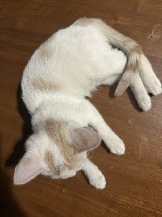 Котенок бесплатно, домашний
