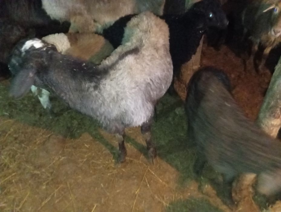 2 Қой қозы мен  бірге