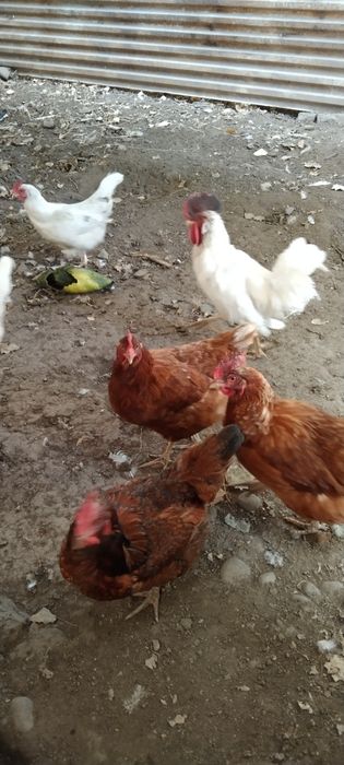 Продаются домашние куры и петух