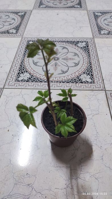 Девичий виноградик кучати, саженцы