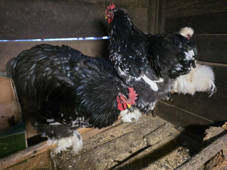 Oua pentru incubat Moțată, Australorp, Cochinchina,  Phoenix, Mătase J