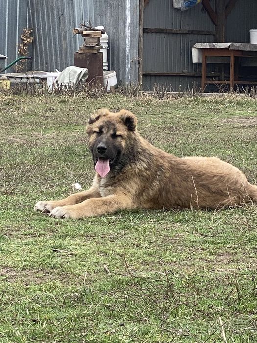 Алабай 1 год щенок