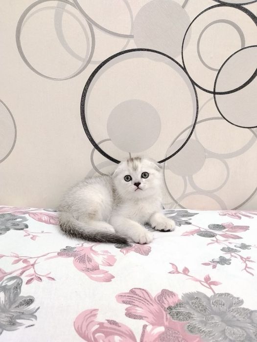 Шотланский Скоттиш фолд! Серебпо Шиншилла!