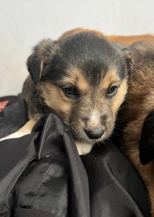 Щенки , бесплатно