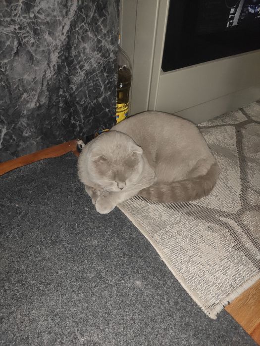 Скотш фолд угил9ойлик