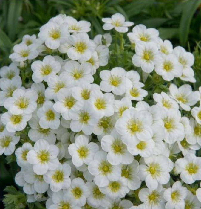 Саксифрага Бяла и Червена 
Saxifraga x arendsii pixi pan red.