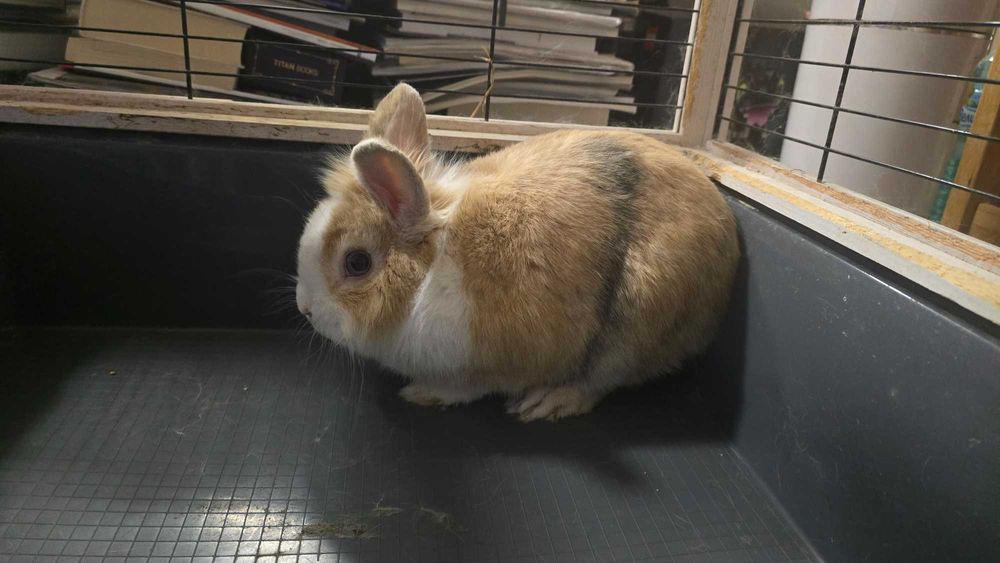 Подаряваме декоративно зайче!