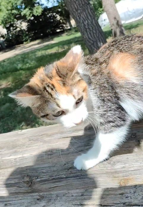 Кошка, котенок, стерилизована