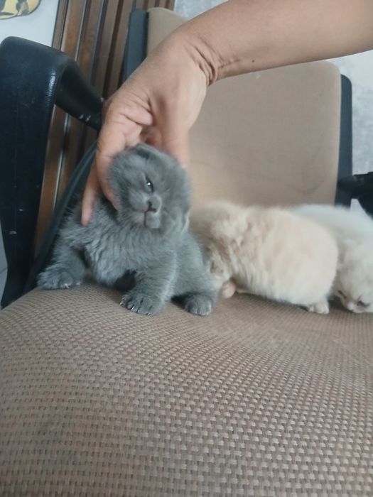 Zotdor mushuk bolalari