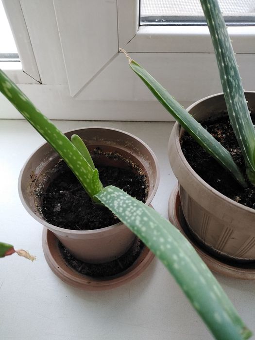 Комнатные цветы Алоэ Вера