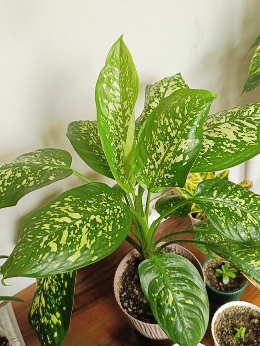 Продам диффенбахию.