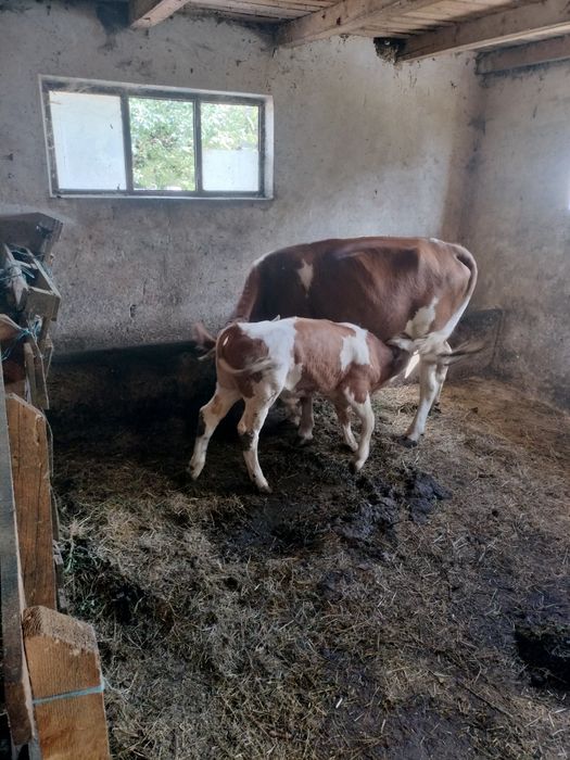 Vaca cu vițel de 2 luni jumate