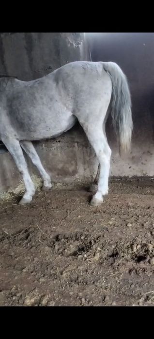 Семіз бордақы бие сатылады срочна