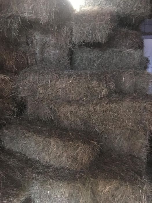 Balaoti  fan de munte