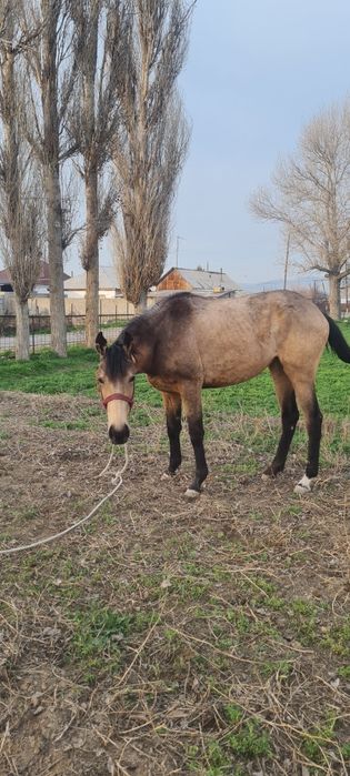 Продам    кобылу