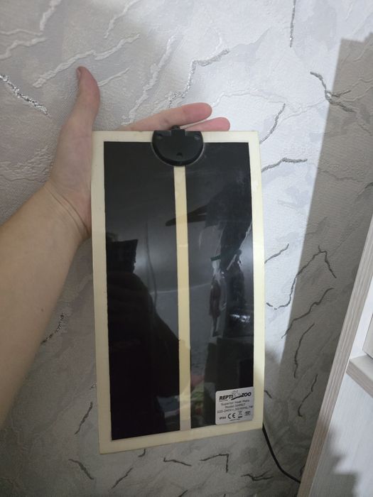 Эублефары, гекконы, ящерицы