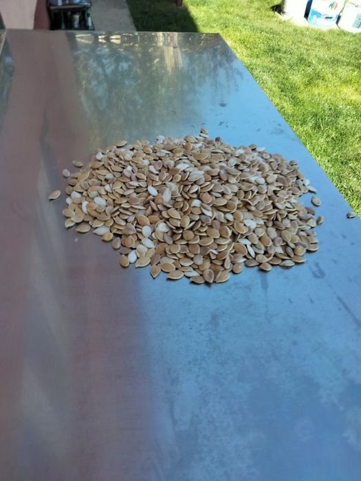 Vind semințe de dovleac