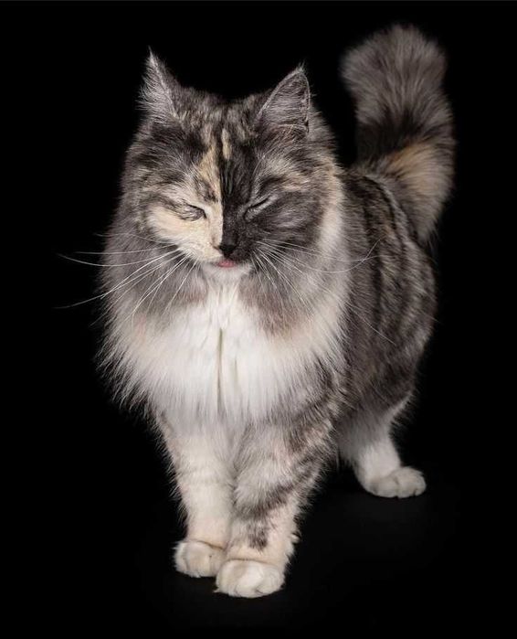 Сибирская кошка.