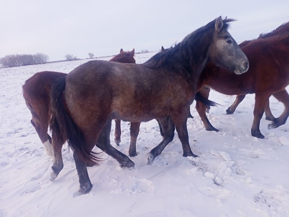Продам лошадей согым