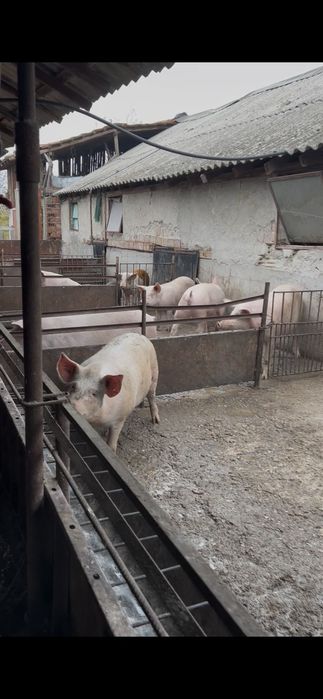 Продавам прасета