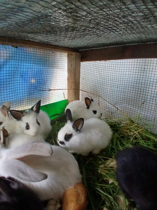 Iepuri mini toy puisori mici pitici