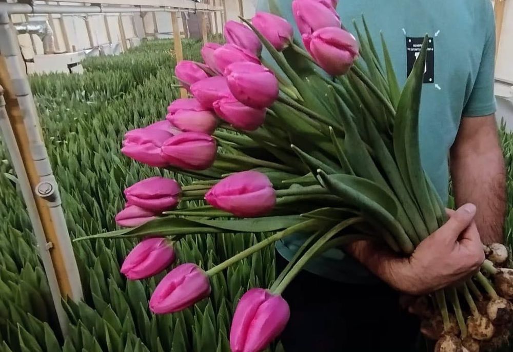 Тюльпаны оптом от 430тг