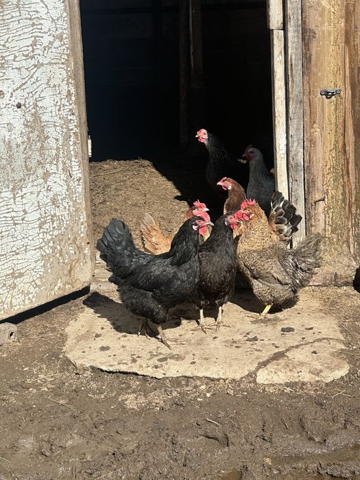 Яйцо куриное домашнее