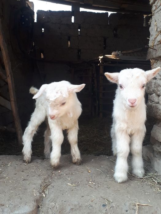 Sog‘lom echki ikkisiyam