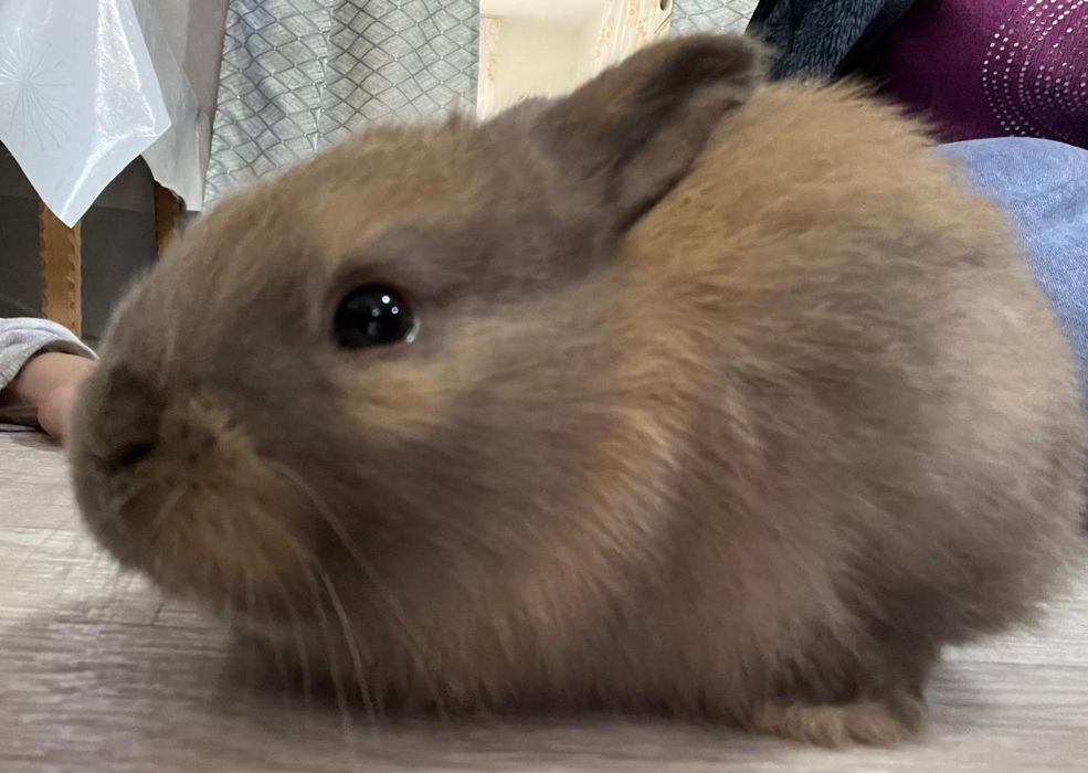 Продаются Кролики