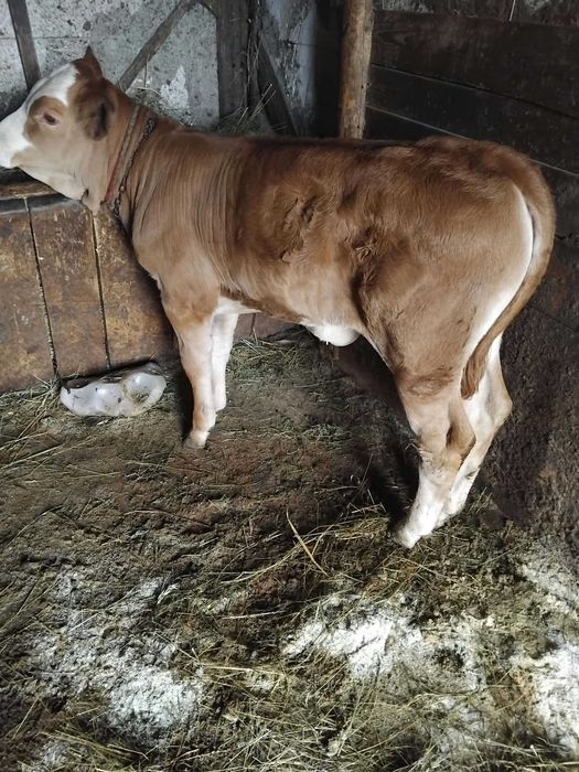Vaca cu vitica de vinzare