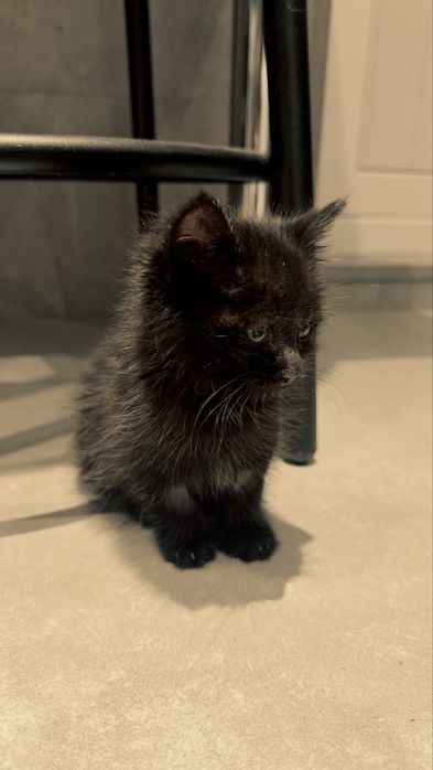 Ищем дом для маленького чуда