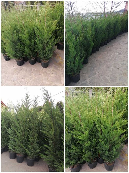 Tuia, Brazi, Mesteacăn, Tei, Platan, Paltin, Cedru, Prunus etc