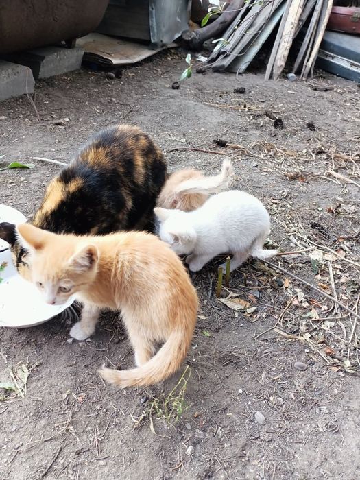 Отдам котят в хорошие руки