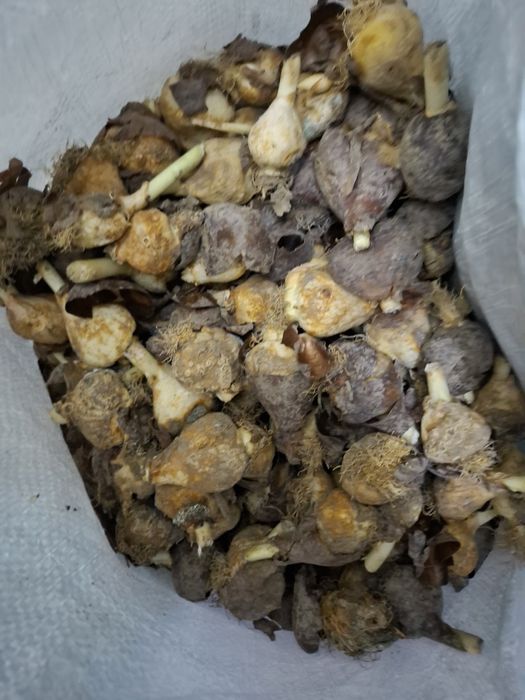 Луковицы тюльпанов