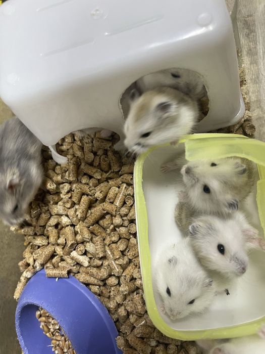 Продам хомячков джунгариков