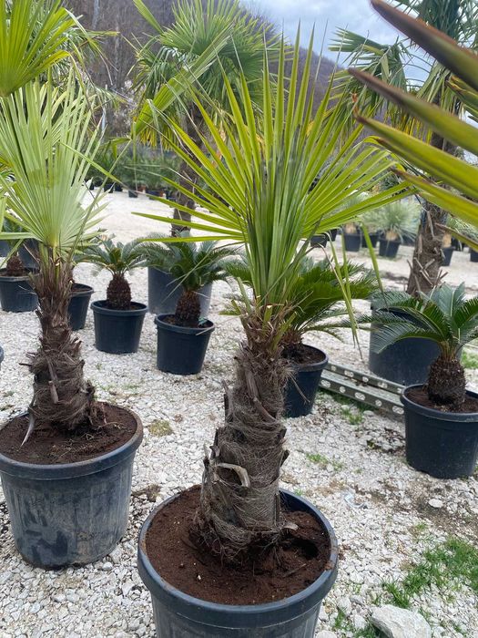 Palmier Trachycarpus Fortunei Rezistent la Ger