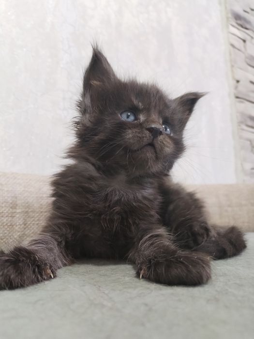 Котята Мейн-куны с документами