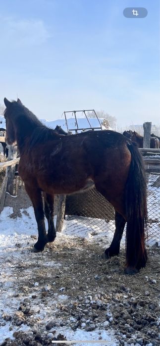 В продаже жеребец !