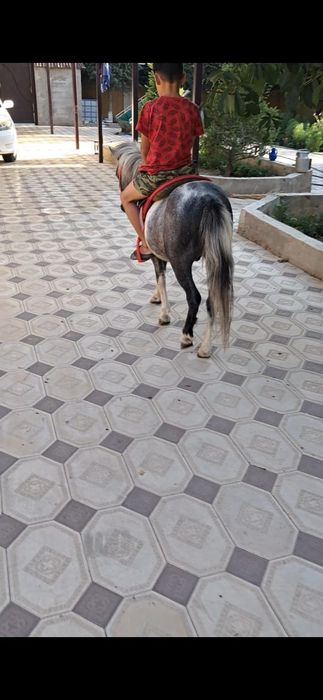 Пони 2 жасар, еркек