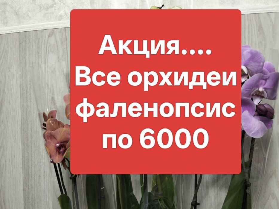 Ппродам орхидеи фаленопсис