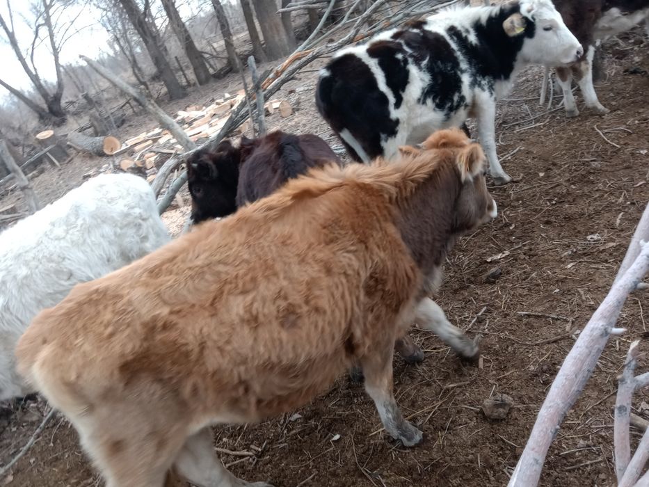 Сйыр.Карова Продам